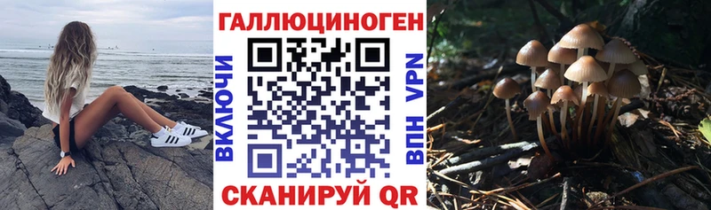 даркнет сайт  Шилка  OMG зеркало  Галлюциногенные грибы мицелий 